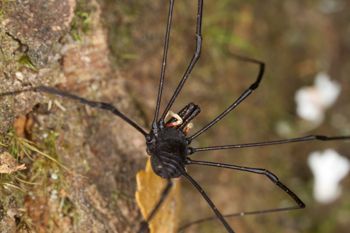Media type: image;   Invertebrate Zoology 29246